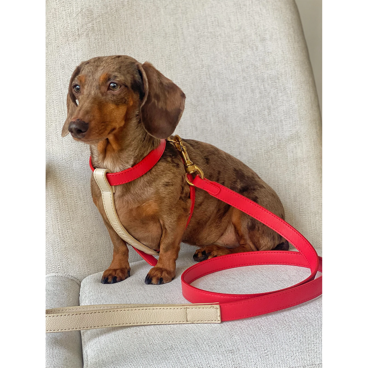 Cherry/Cream Leather Harness