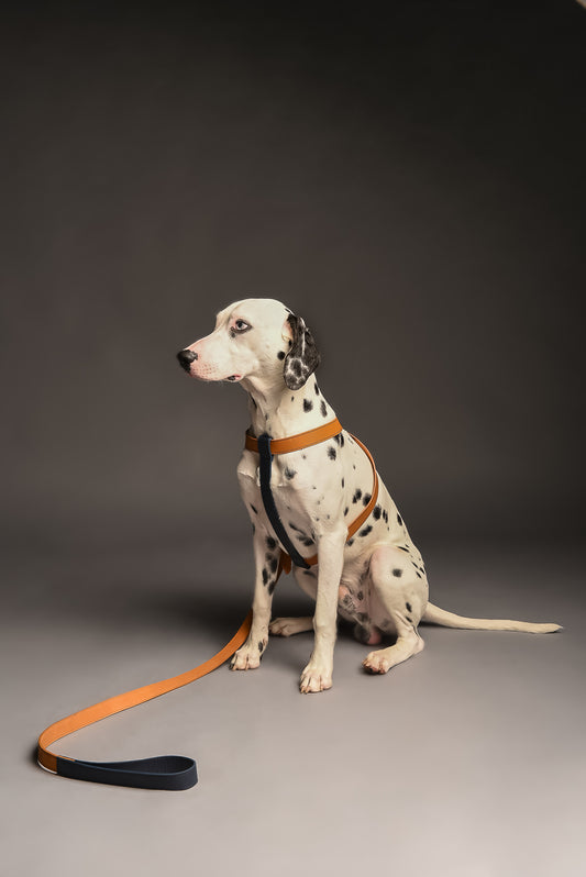 Coconut/Blueberry Leather Harness