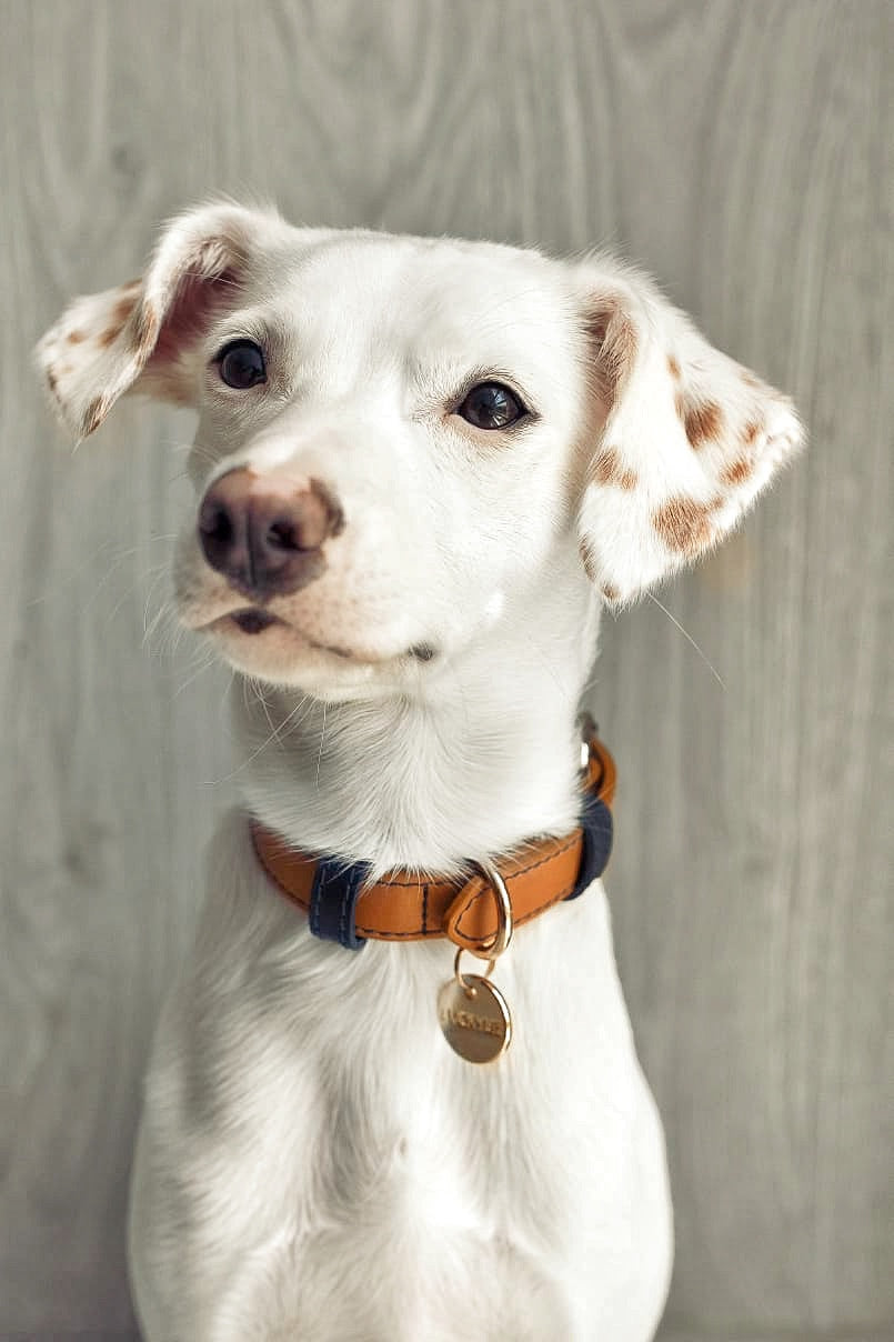 Coconut/Blueberry Leather Collar